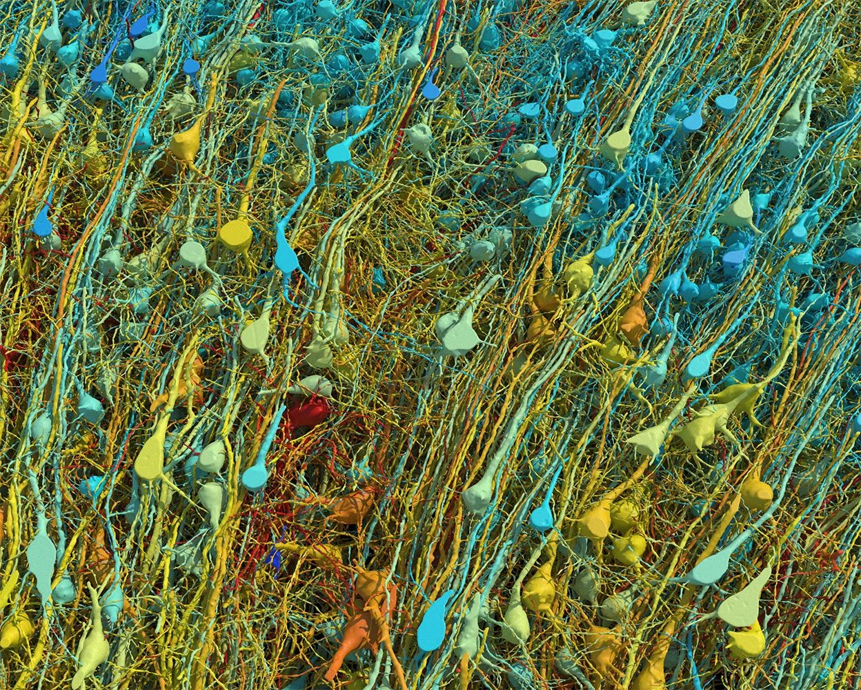 brain mapped_2024-05-09_natured
